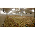 Automatic Broiler feeding line